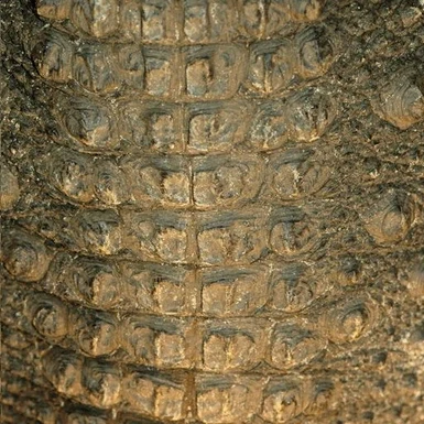 Croc Pattern 1