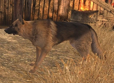 Alsatian Ncr Guard Dogs At Fallout New Vegas Mods And Community - ncr guard dog roblox