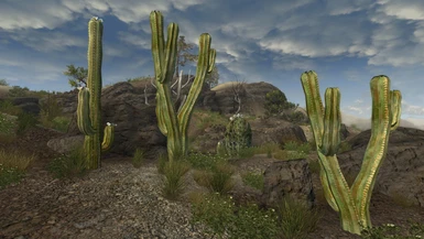 Cacti in Fertile Wasteland 
