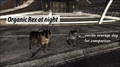 Organic Rex at night