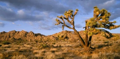 Mojave Desert Loading Screens