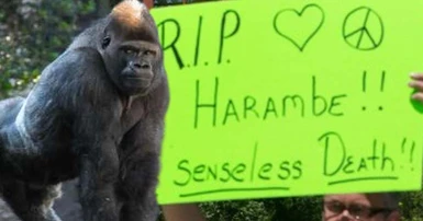 america rage harambe gorilla shooting war