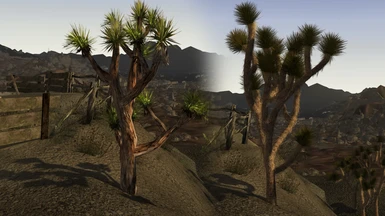 Joshua Trees before and after