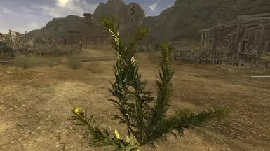 Vanilla