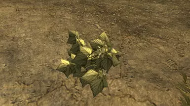Vanilla