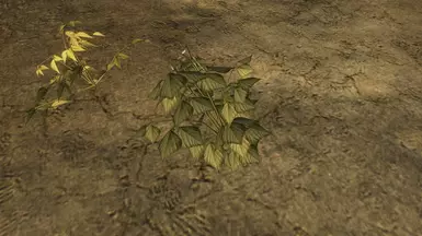 Vanilla