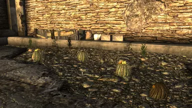 Gardening Mojave