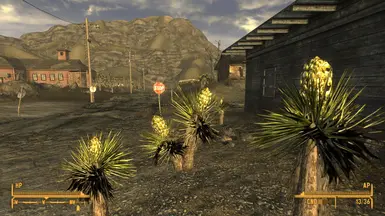 Harvestable Yucca Trees