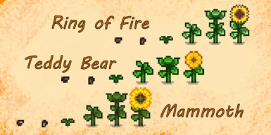 Growth phases for Mammoth, Teddy Bear, and Ring of Fire sunflowers