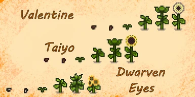 Growth phases for Valentine, Taiyo, and Dwarven Eyes sunflowers