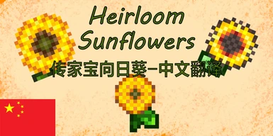 Heirloom Sunflowers-Chinese translation