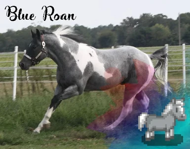 blue roan2