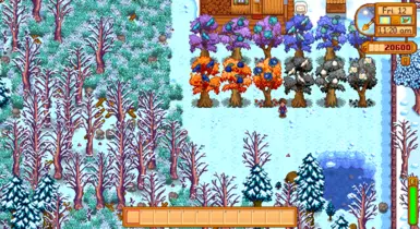 winter Kio trees