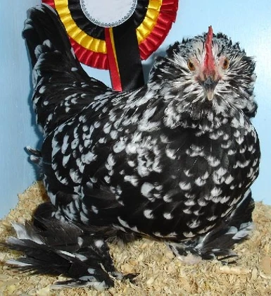 Black Mottled (Void Chicken)