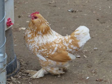 Golden Neck (White Chicken)