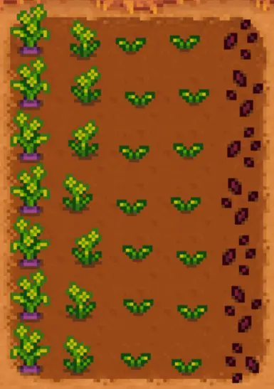 Purple Carrot Growth Phases