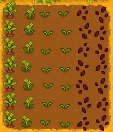 Red Carrot Growth Phases