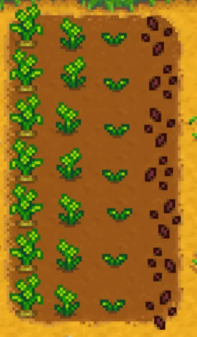 Yellow Carrot Growth Phases