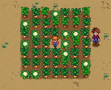 Scarecrow in a grown field