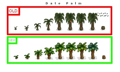 Date Palm before/after