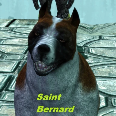 Saint Bernard