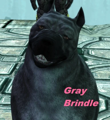 Grey Brindle