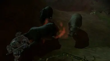 DAI Bears (Black, Great)