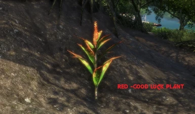 Red   Good Luck Plant