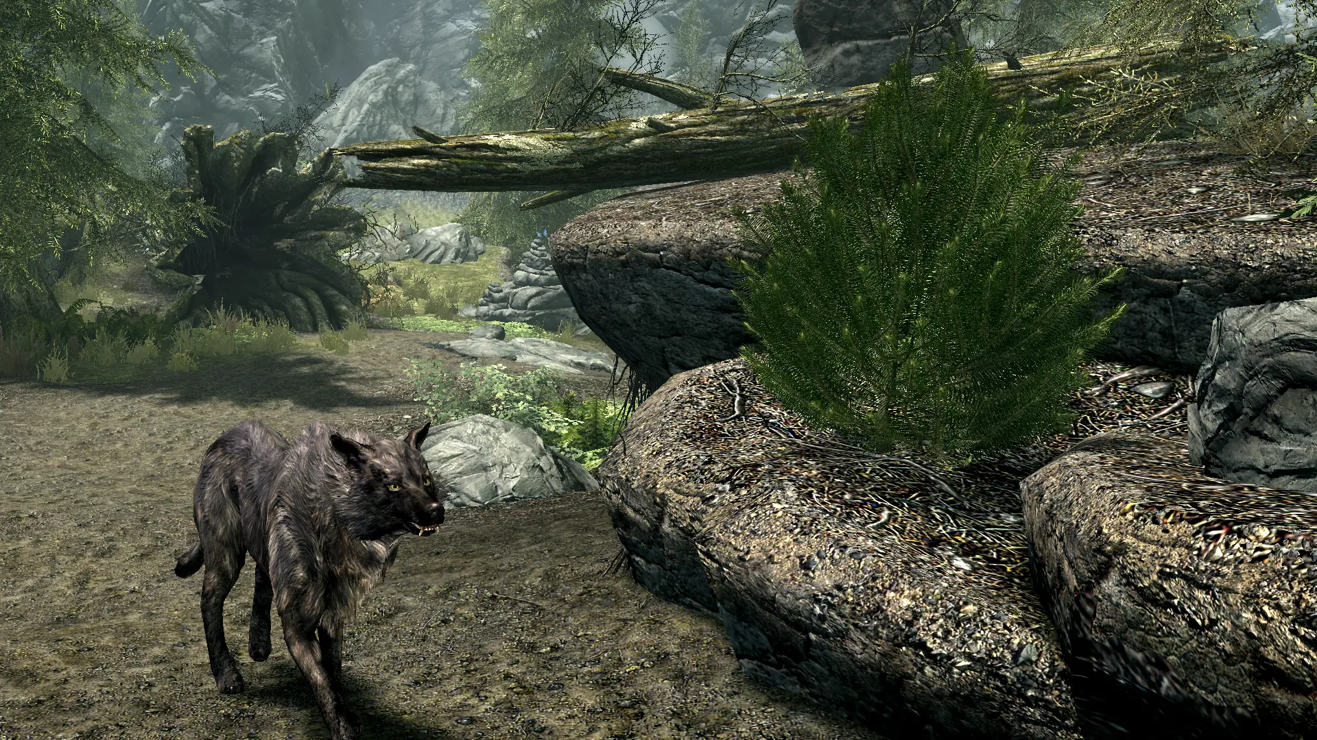 Flora Additions - Mugo Pine at Skyrim Special Edition Nexus - Mods and ...