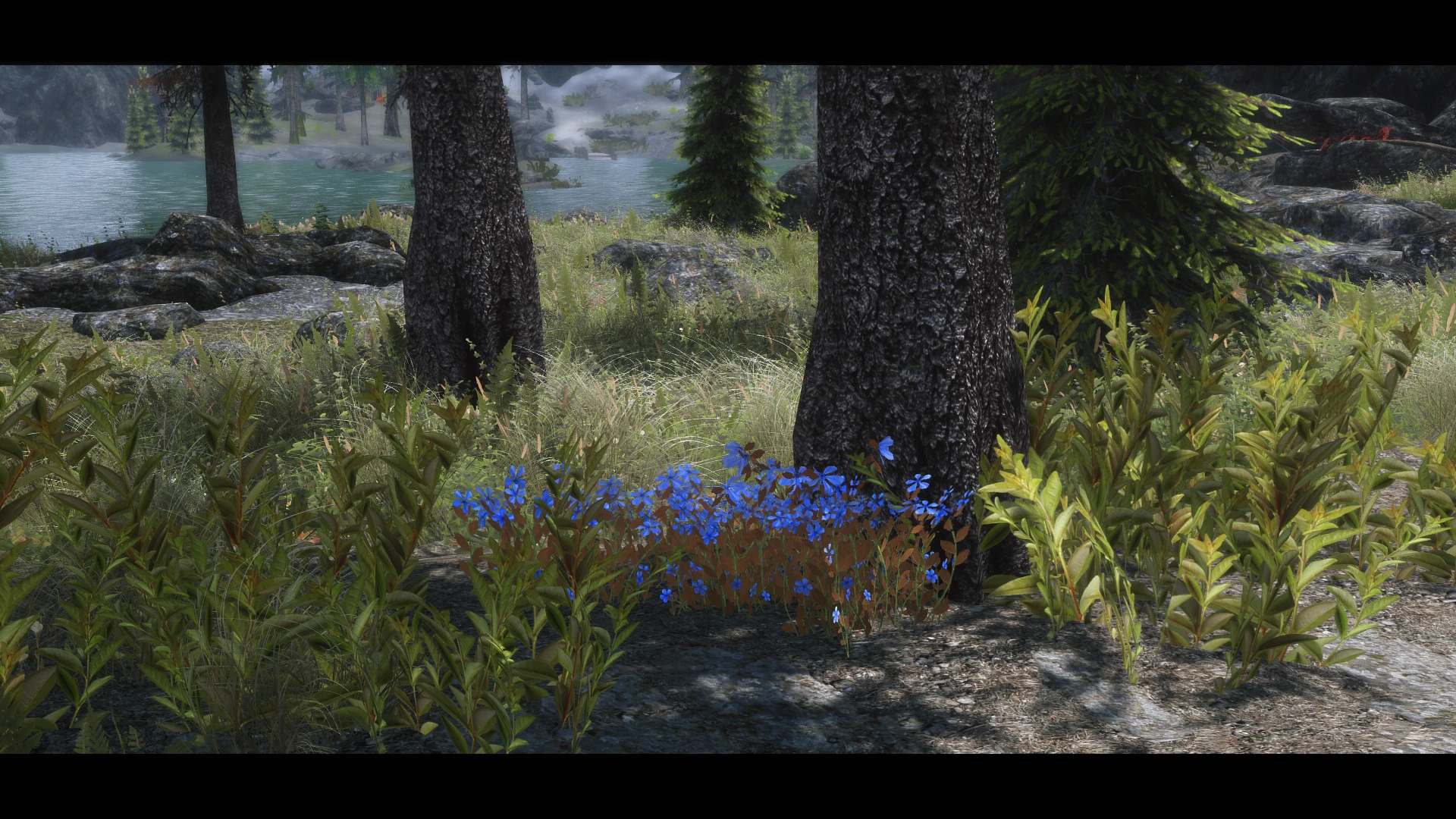 sip of health eso mountain flowers