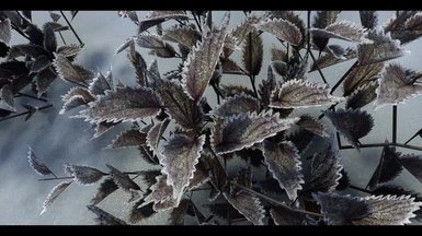 Frosty leaf detail