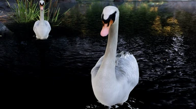 Ducks and Swans 2