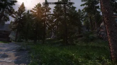 Forest grass