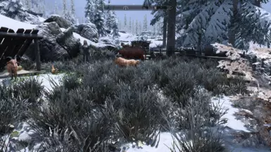 Snow grass