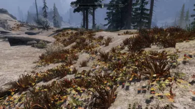 Volcanic grass