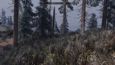 Solstheim grass