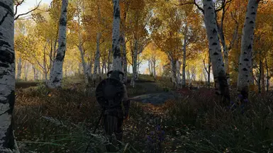 Mixed aspens fall