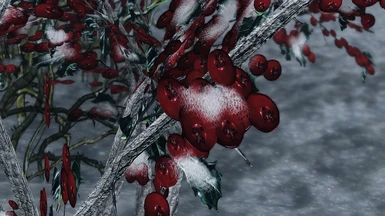 Snowy Snowberries