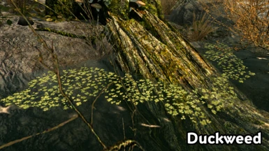 Duckweed