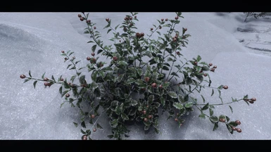 Cathedral - 3D Snow Berries - Rusty Edition
