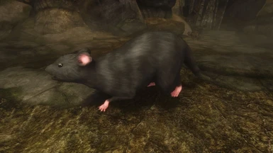 The rat's name is Nibbs. He loves E N D O R S E M E N T S