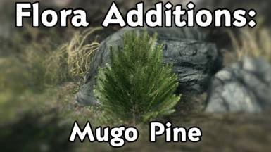 Flora Additions - Mugo Pine
