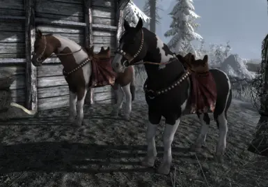 Bruma - Januarius (chestnut) and player horse (black)