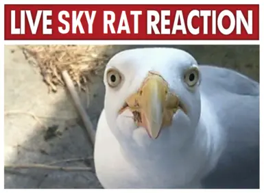 water pigeon shocked and appalled by your lack of HD feathers