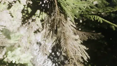 Trees of Skyrim at Skyrim Special Edition Nexus - Mods and Community