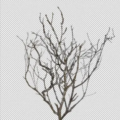 What is removed in the Reach Tree Branch option
