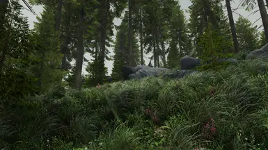 pine forest