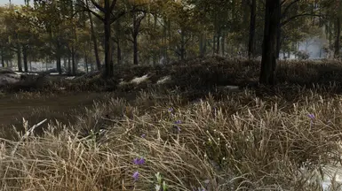 marsh
