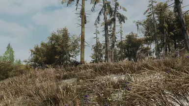 marsh