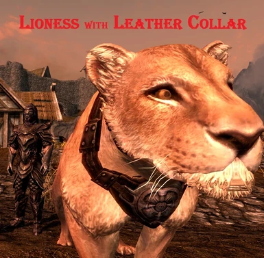 Lioness with leather collar